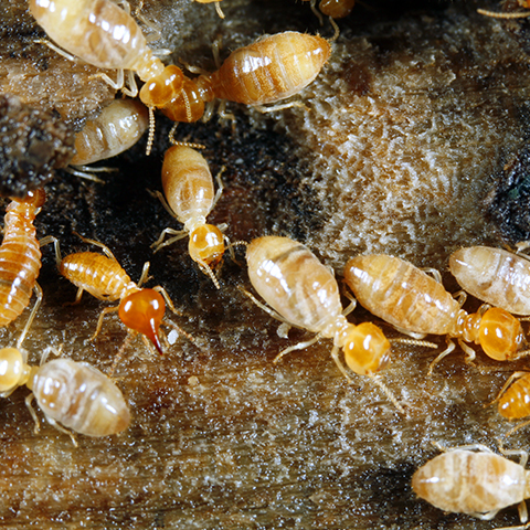 TermiteBloc Termite Resistant